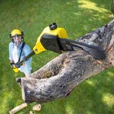 Best Arborist Consultation Services  in Ocean Springs, MS